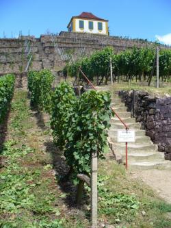 Weinbauterrassen an der Luisenburg